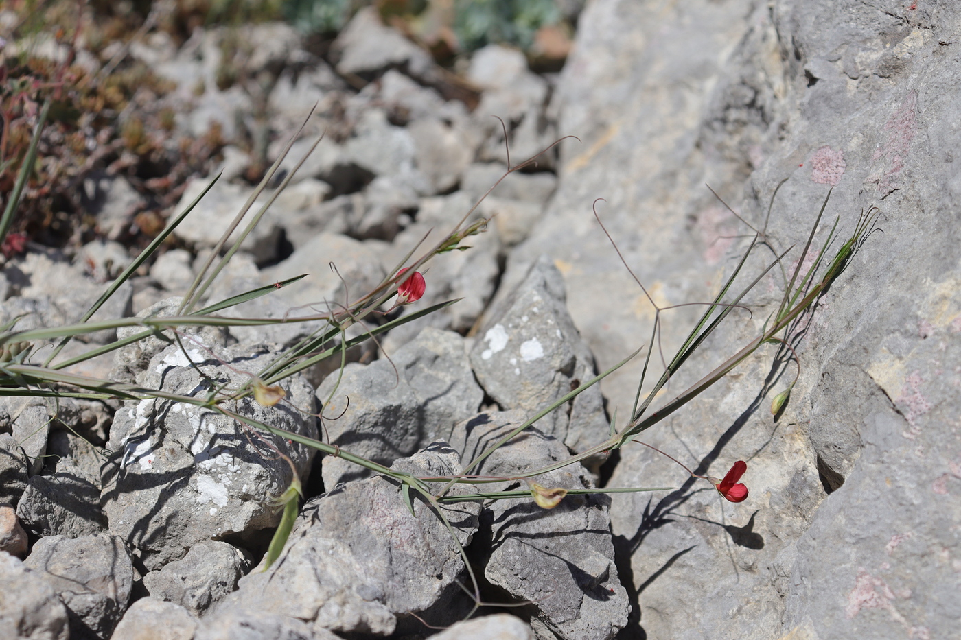Изображение особи Lathyrus setifolius.