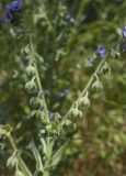 Cynoglossum creticum. Верхушка побега с формирующимися соплодиями. Испания, Каталония, пров. Жирона, комарка Баш Эмпорда, муниципалитет Калонже, заросли кустарников по кромке залежи. 07.05.2025.