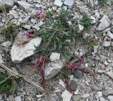 Astragalus buschiorum