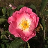 genus Rosa