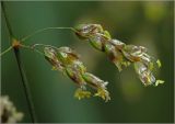 Hierochloe odorata