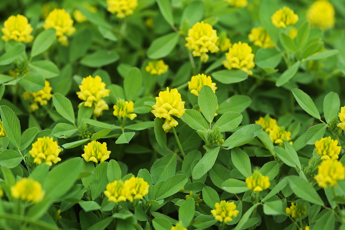Image of Trifolium campestre specimen.