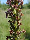 Gymnadenia conopsea