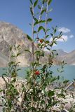 View full-size image Lonicera microphylla