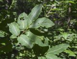 Lonicera nigra