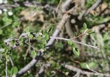 genus Cotoneaster. Верхушка веточки. Турция, ил Ван, р-н Битлис, С-В участок борта кальдеры Немрут, нижняя часть склона. 21 мая 2025 г.