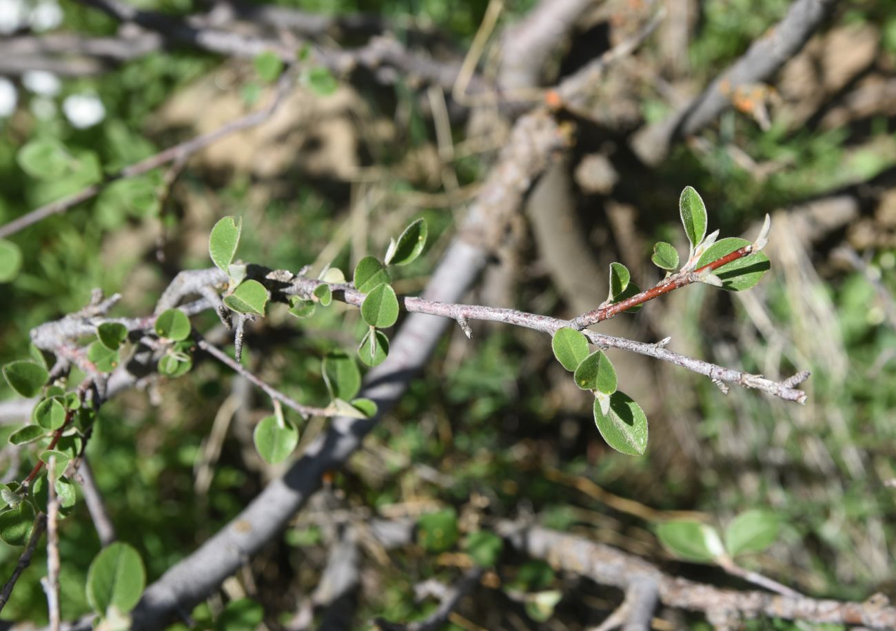 Image of genus Cotoneaster specimen.