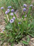 Globularia bisnagarica