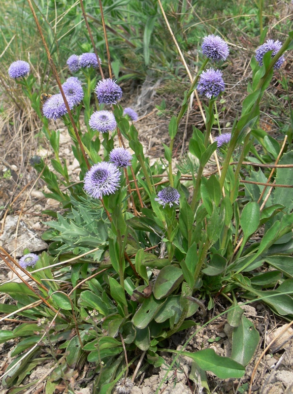 Изображение особи Globularia bisnagarica.