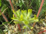 Astragalus pubiflorus