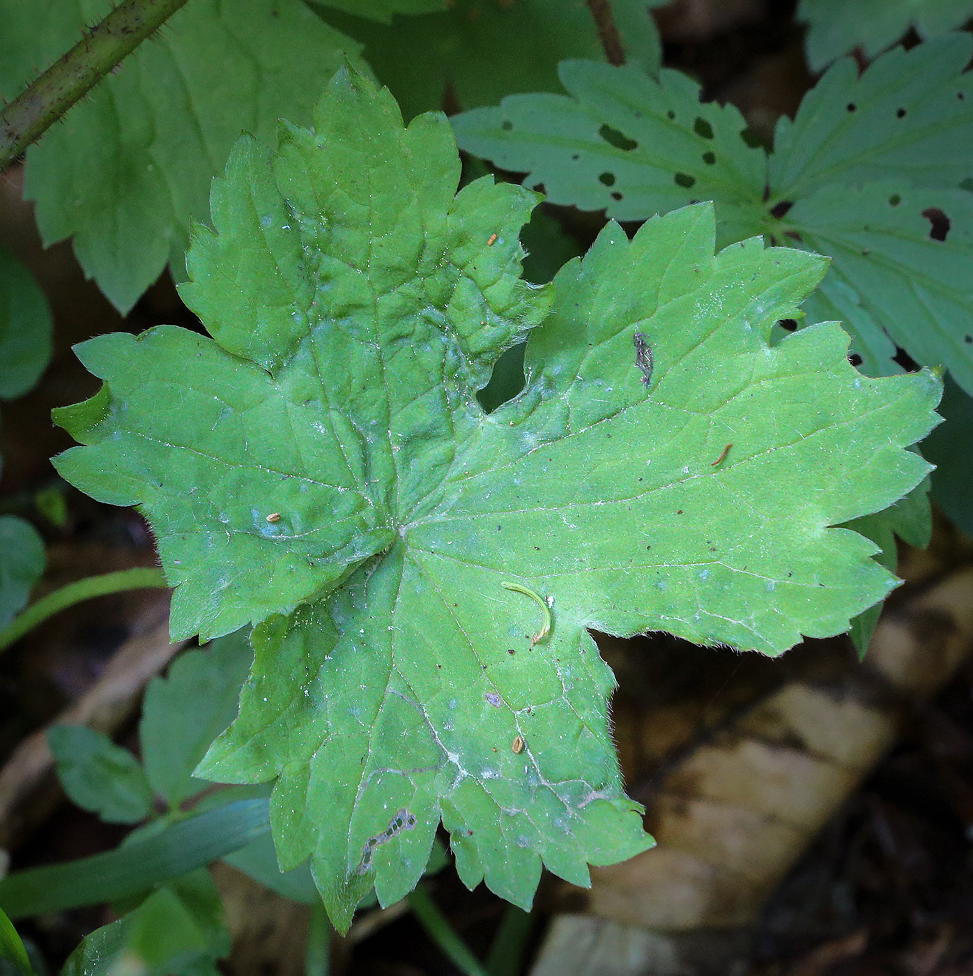 Image of Ranunculus constantinopolitanus specimen.