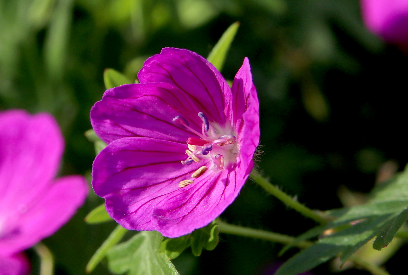 Image of Geranium sanguineum specimen.