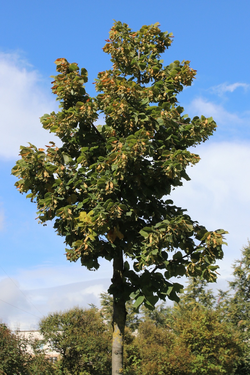 Изображение особи Tilia × europaea.