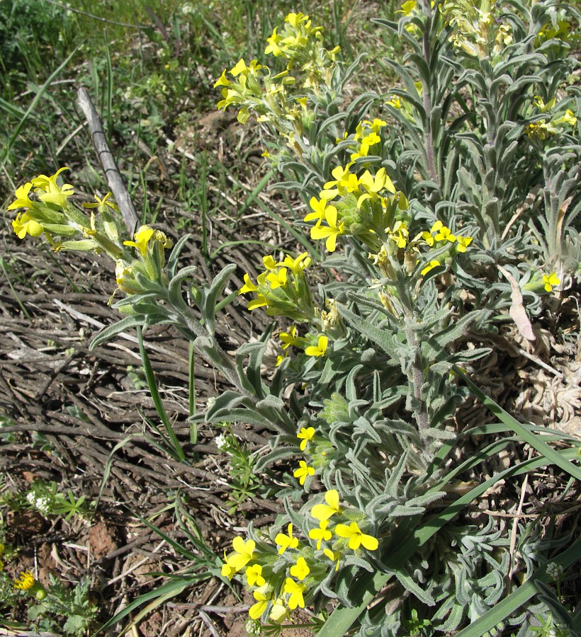 Image of Fibigia eriocarpa specimen.