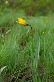 Tulipa biebersteiniana. Цветущее растение. Башкортостан, Зилаирский р-н, Зилаирский сельсовет, окр. с. Зилаир, дол. р. Зилаир, травянистый склон прибрежного скальника. 2 мая 2025 г.