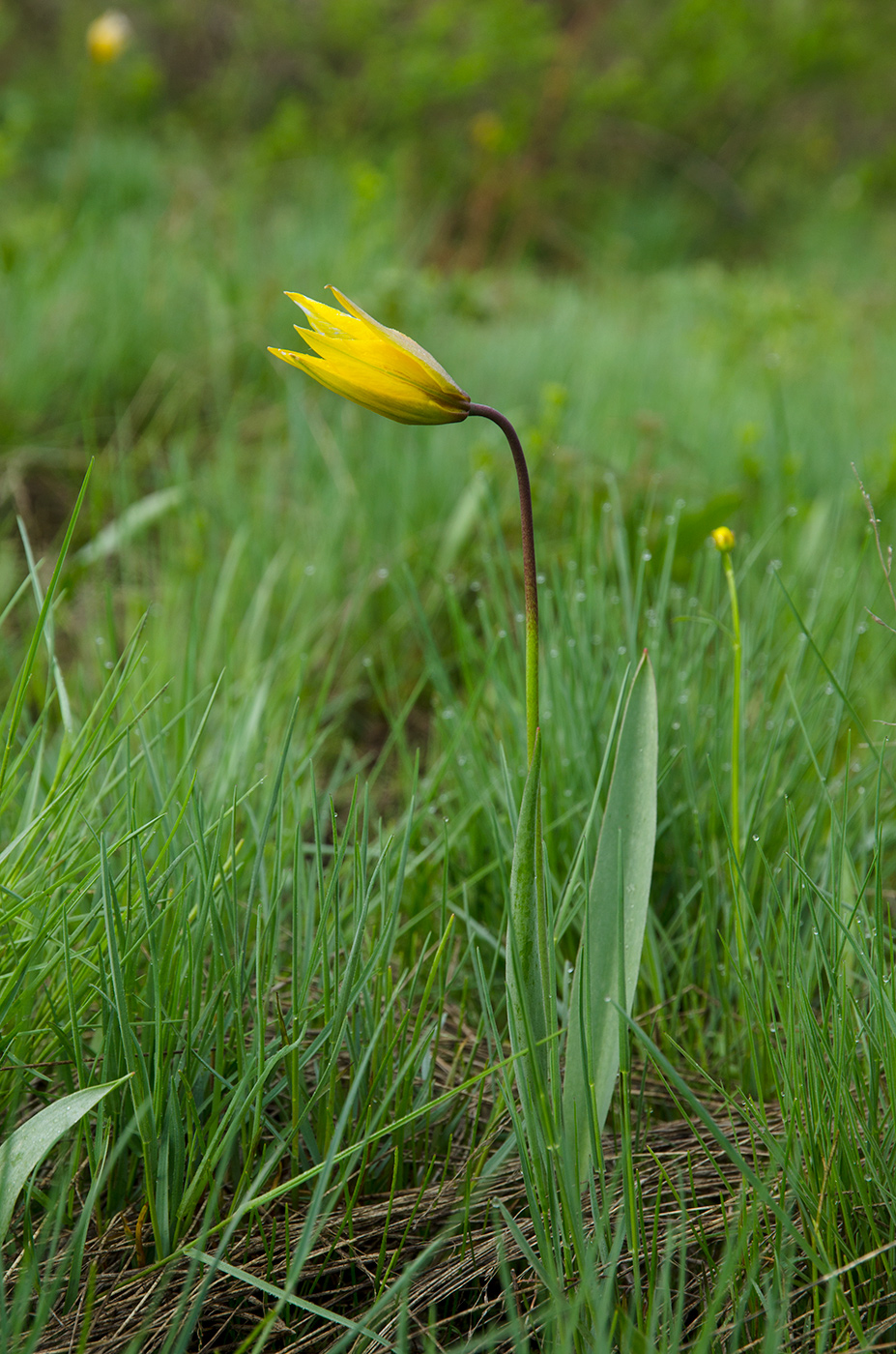Изображение особи Tulipa biebersteiniana.