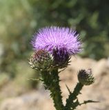 genus Carduus. Верхушка цветущего и развивающегося растения. Турция, ил Хаккяри, окр. ур. Кёпрюлю, выс. 1000 м н.у.м. 25 мая 2025 г.