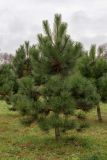 genus Pinus. Молодое(?) растение. Санкт-Петербург, Московский р-н, Пулковский парк, в озеленении. 02.11.2025.