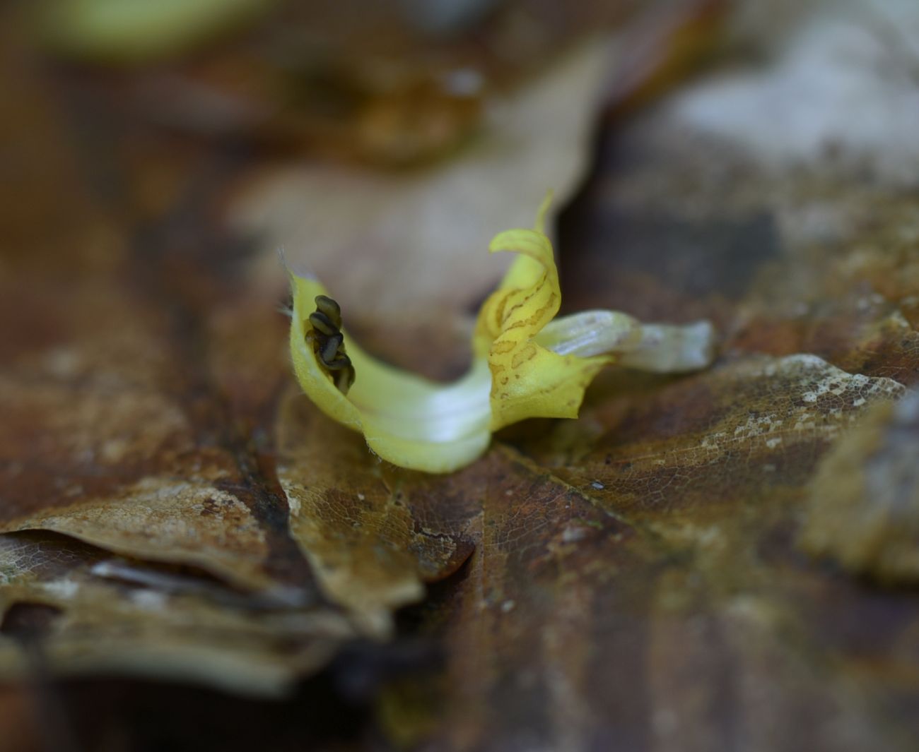 Image of Galeobdolon caucasicum specimen.