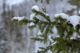 Picea obovata. Верхушка ветви, покрытая снегом. Мурманская обл., Хибины, подножие зап. склона массива Кукисвумчорр, елово-берёзовый лес. 16.02.2026.