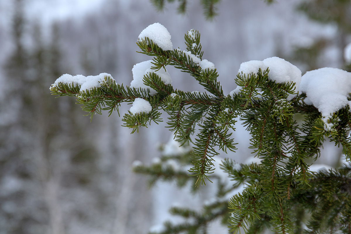 Изображение особи Picea obovata.