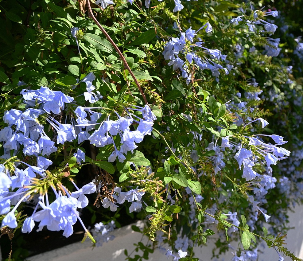 Image of Plumbago auriculata specimen.