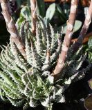 Изображение особи. Автор - Роланд Цандекидис