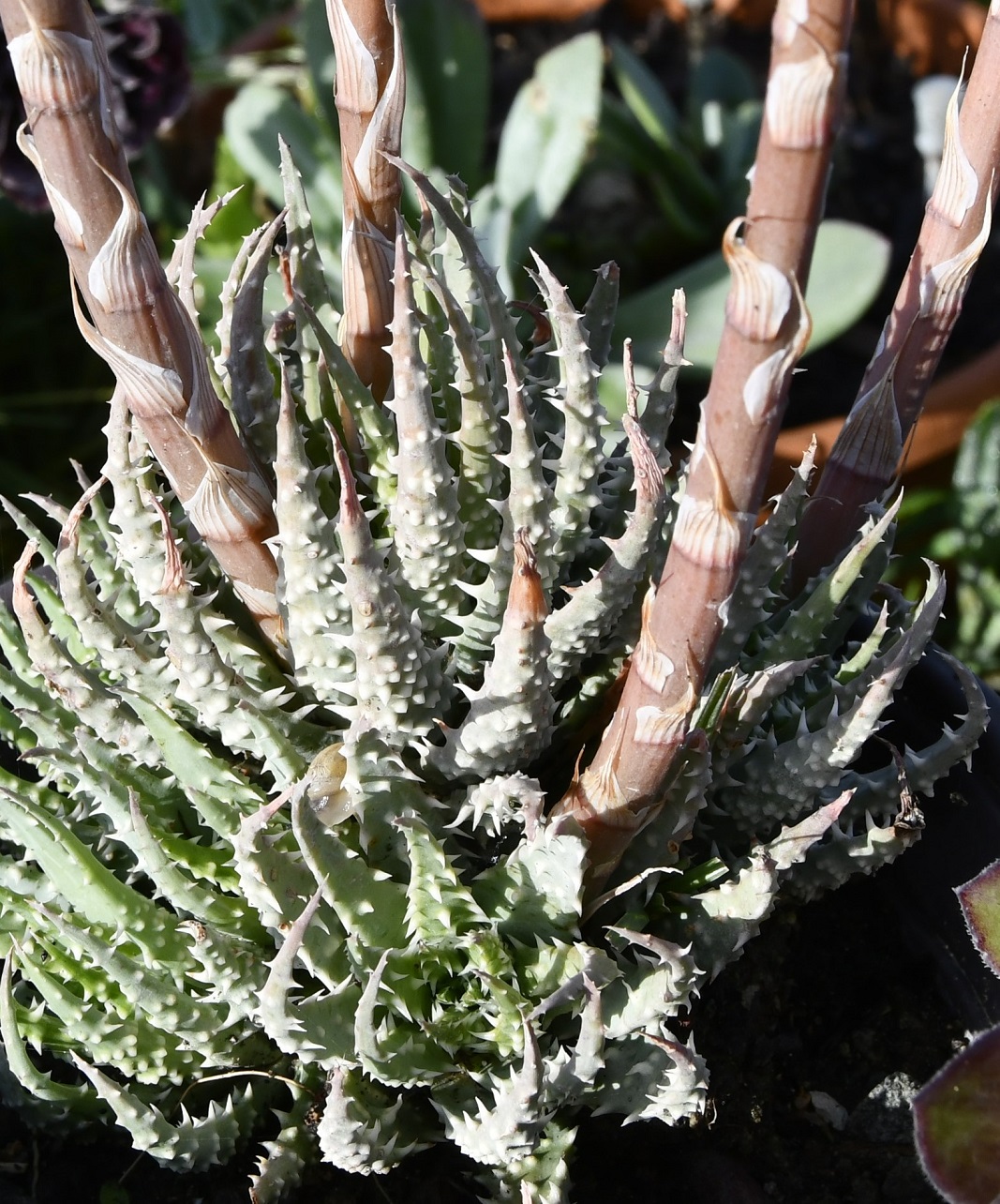 Изображение особи Aloe humilis.