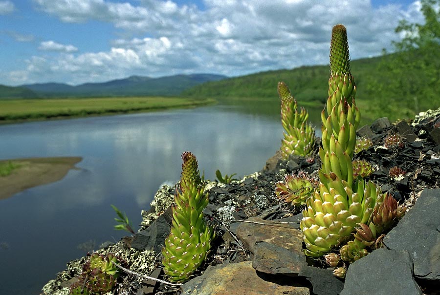 Изображение особи Orostachys spinosa.