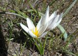 Crocus alatavicus. Цветущие растения. Казахстан. Туркестанская обл., Толебийский р-н, Зап. Тянь-Шань, Сайрам-Угамский нац. парк; выс. ок. 2400 м н.у.м., междуречье рек Акмойнак и Кыржалсай, протяженный гребень с можжевельником и каменными глыбами, оттаявший дёрн у края снега. 25.04.2026.