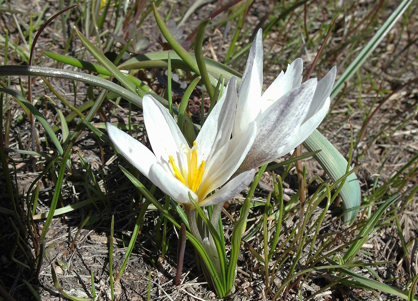 Image of Crocus alatavicus specimen.