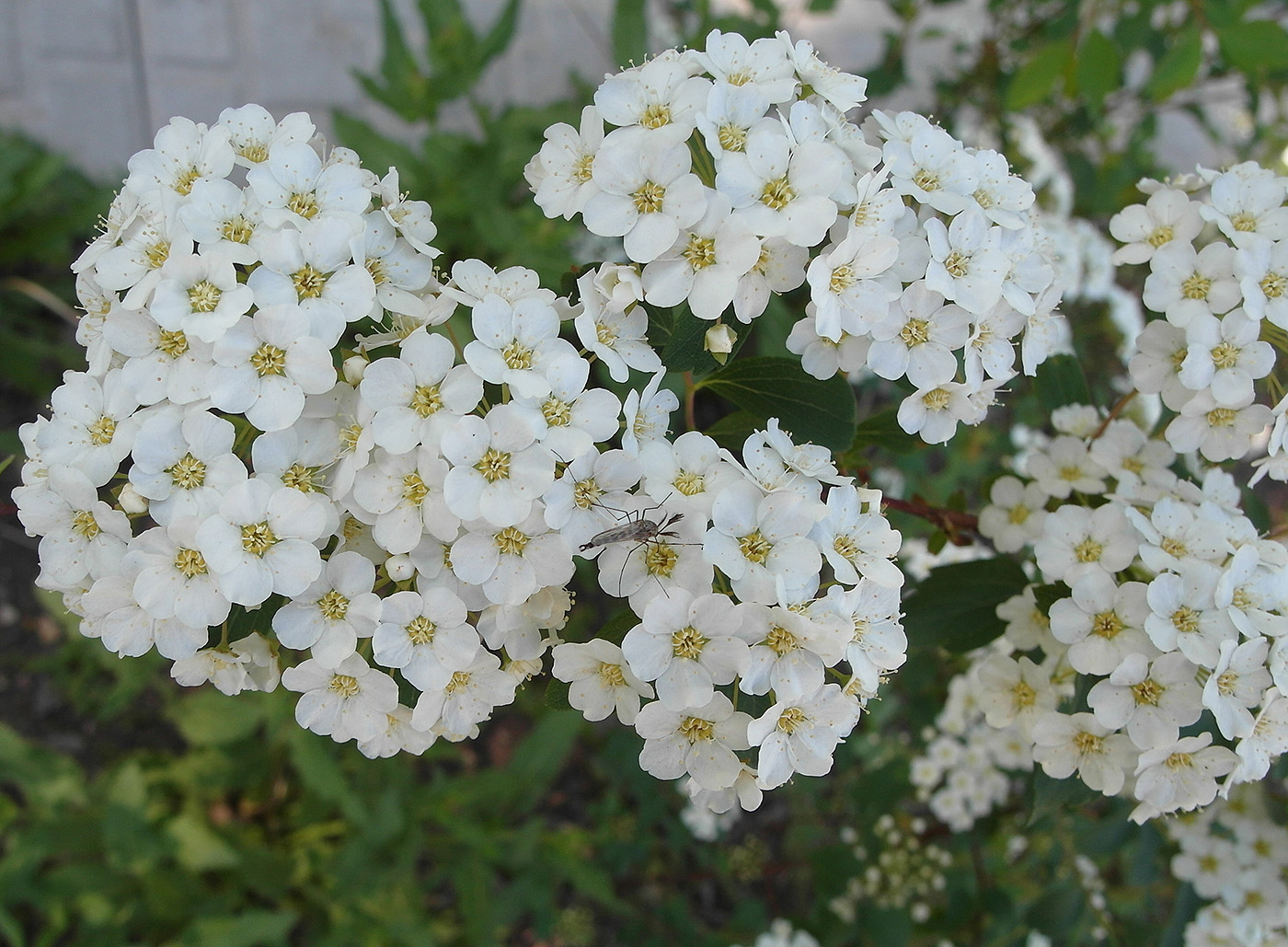 Изображение особи род Spiraea.