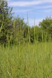Triticum boeoticum. Цветущие растения. Крым, Севастополь, Байдарская дол., окр. с. Озёрное, луг. 06.06.2026.