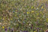 Medicago × varia. Цветущие растения. Крым, Севастополь, Инкерман, ж.-д. насыпь. 21.06.2026.