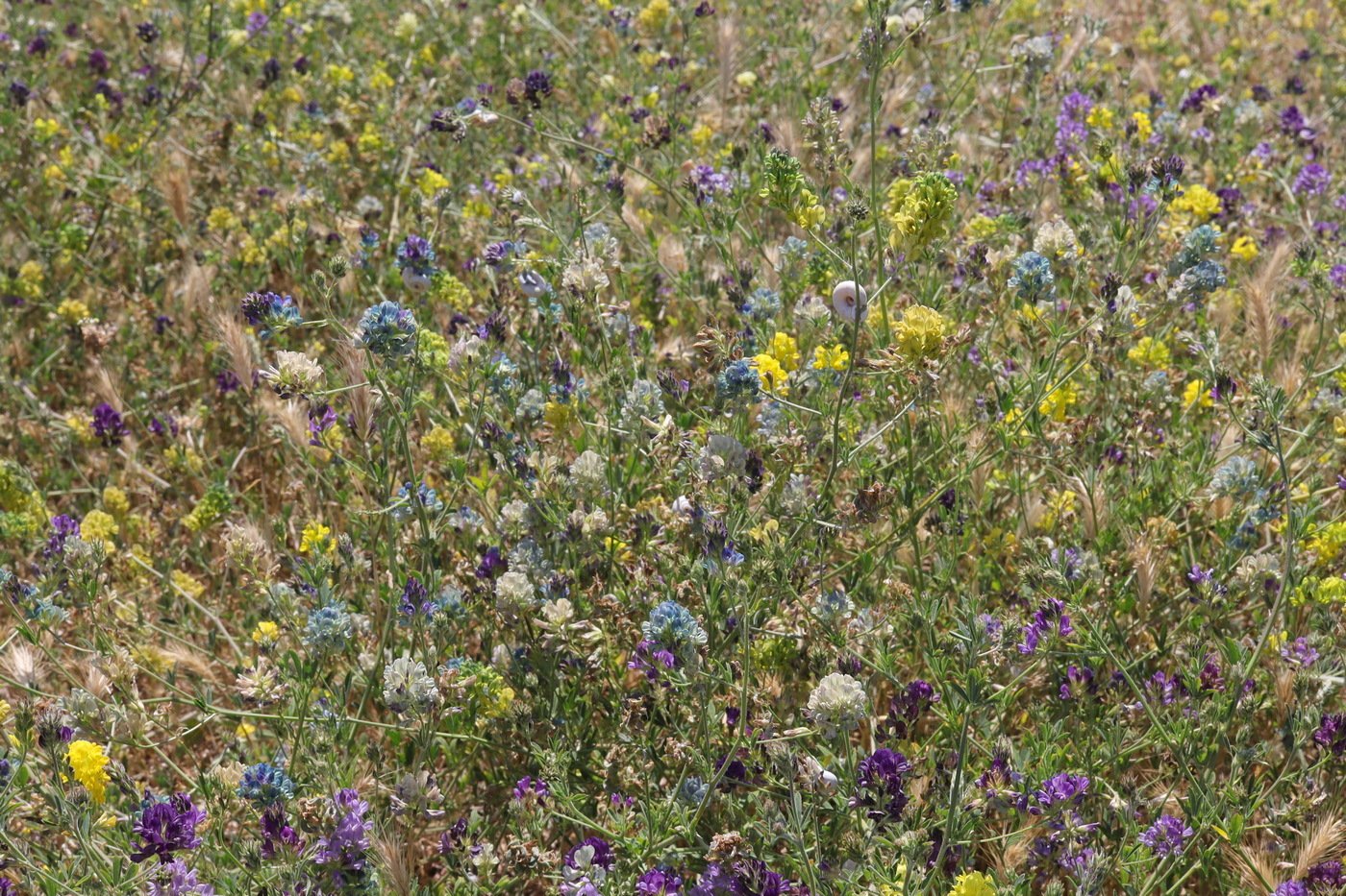 Image of Medicago × varia specimen.