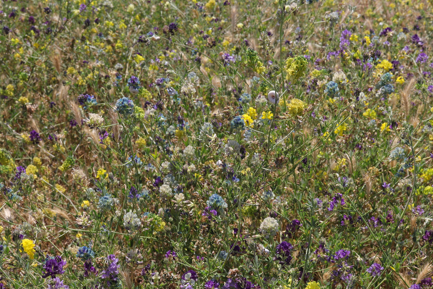 Image of Medicago × varia specimen.