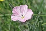 Convolvulus tauricus. Цветок с кормящимся жуком. Крым, г. Симферополь, окр. мкр-на Пневматика, куэста. 21.05.2026.
