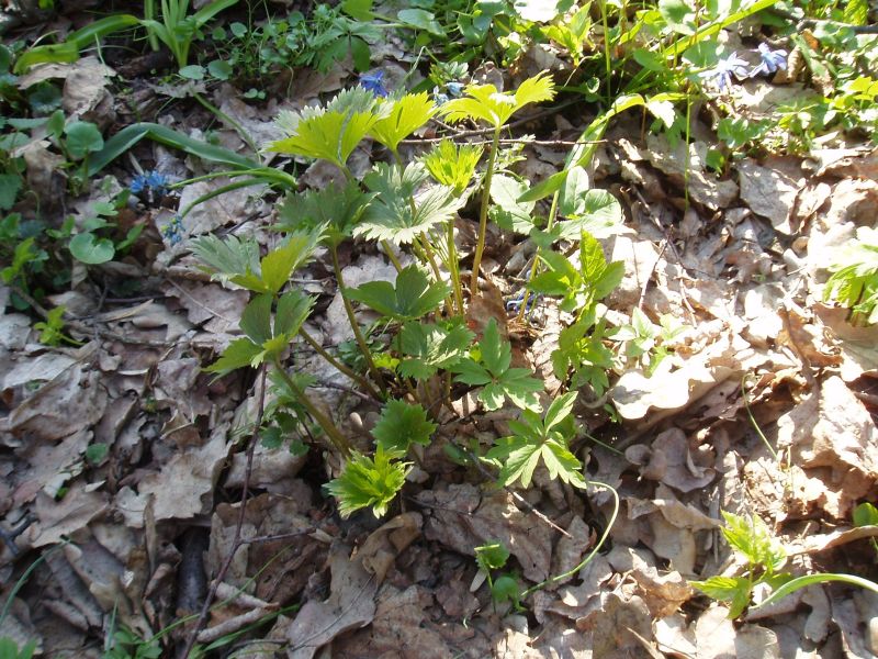 Изображение особи Aconitum lasiostomum.