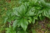 genus Helleborus