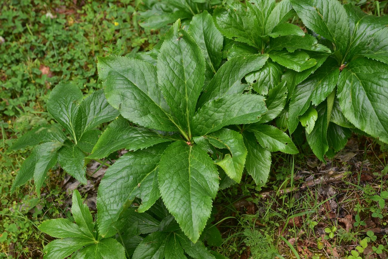 Image of genus Helleborus specimen.