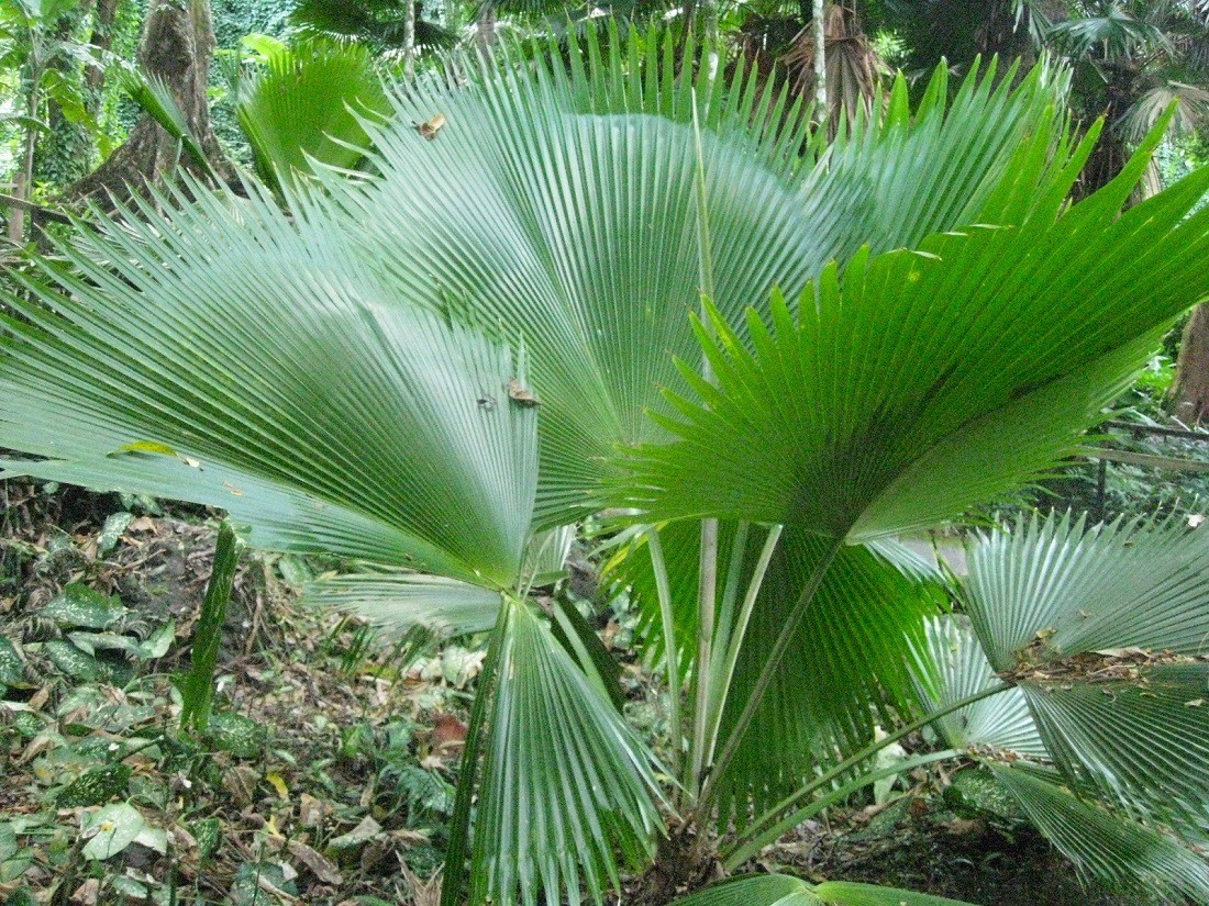 Image of Licuala orbicularis specimen.