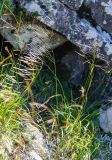Ptilagrostis alpina. Плодоносящие растения вместе с Carex tenuiformis. Хабаровский край, р-н имени Лазо, гора Ко, выс. ≈ 1810 м н.у.м., каменная россыпь. 02.08.2026.