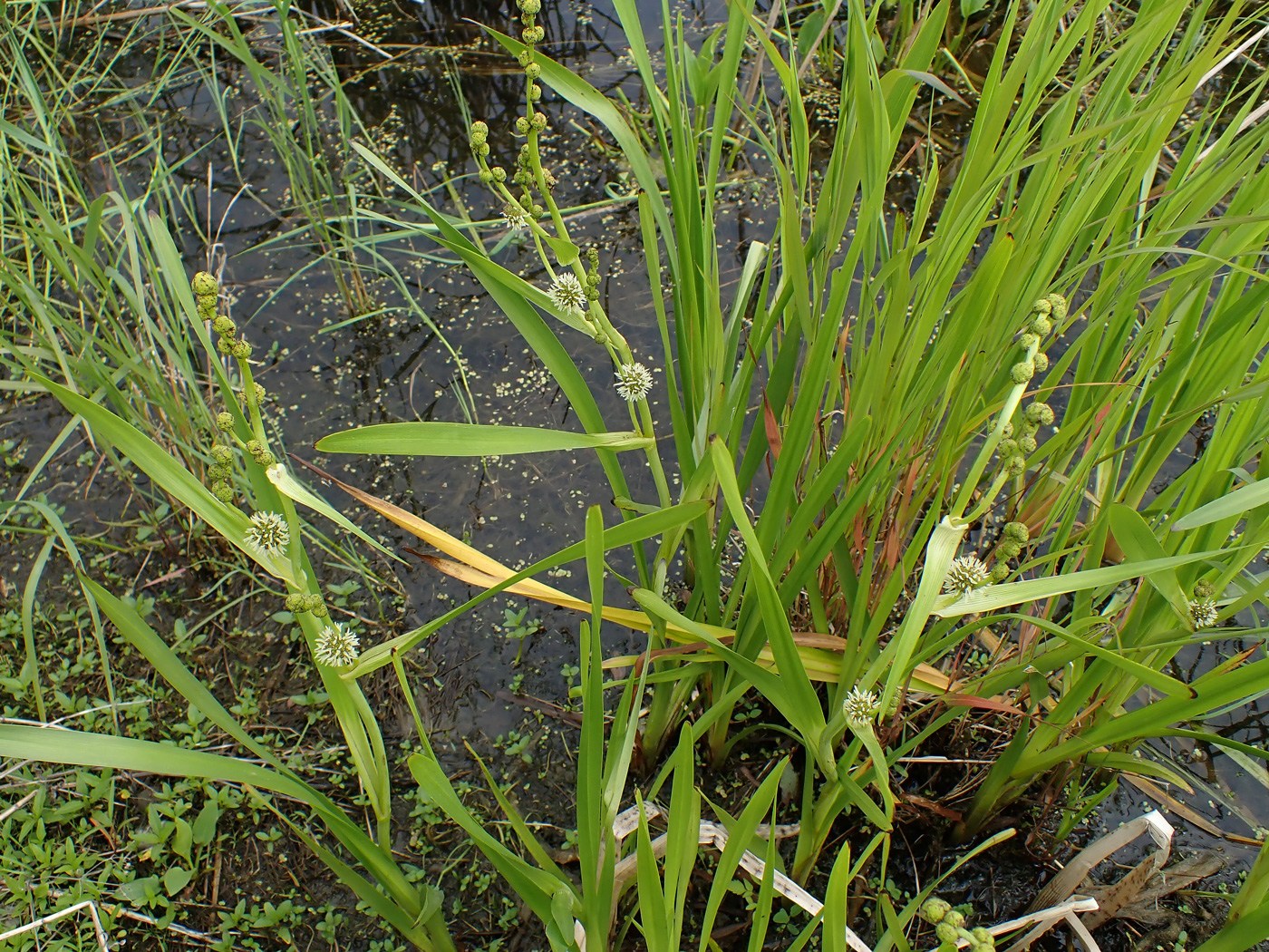Изображение особи Sparganium emersum.