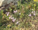 genus Aster. Цветущие растения. Армения, Ширакская обл., гора Артени, горная степь. 30.07.2026.