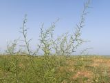 Alhagi pseudalhagi