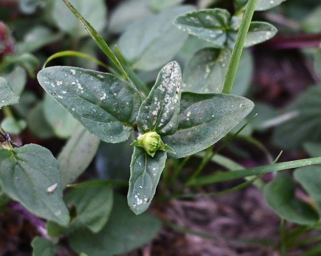 Image of Prunella vulgaris specimen.