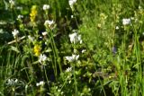 genus Allium
