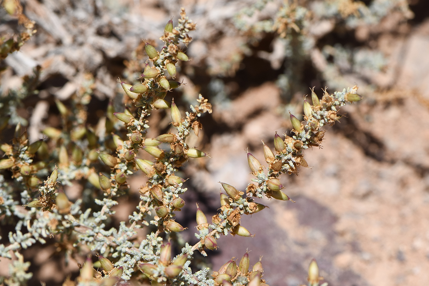 Image of Reaumuria songarica specimen.