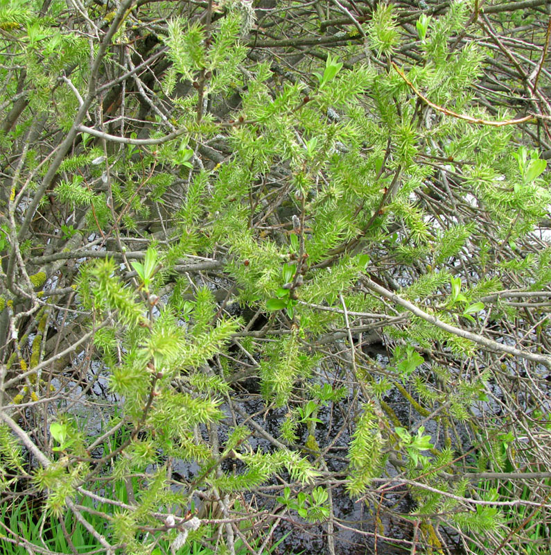 Image of Salix &times; puberula specimen.