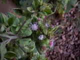 Arctium minus